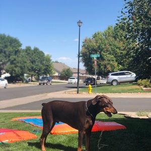 Meet your Posher, Elvira